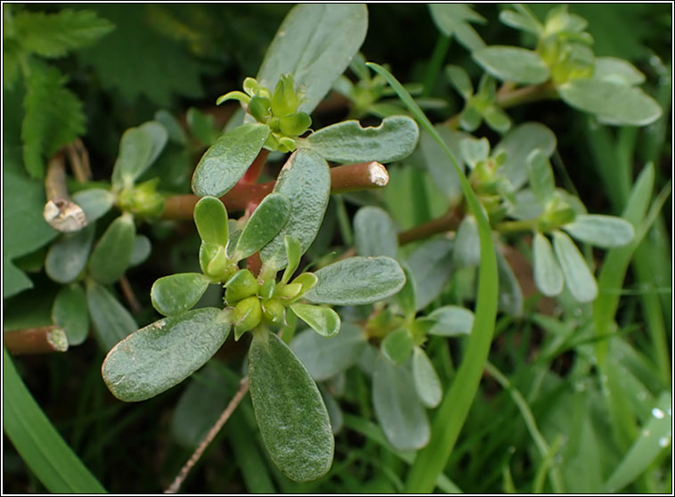 Common Purslane, Portulaca oleracea