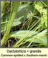 Dactylorhiza  grandis, Common spotted-orchid x Southern Marsh-orchid