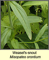 Weasel's-snout, Misopates orontium