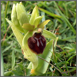 Early Spider-orchid, Ophrys sphegodes