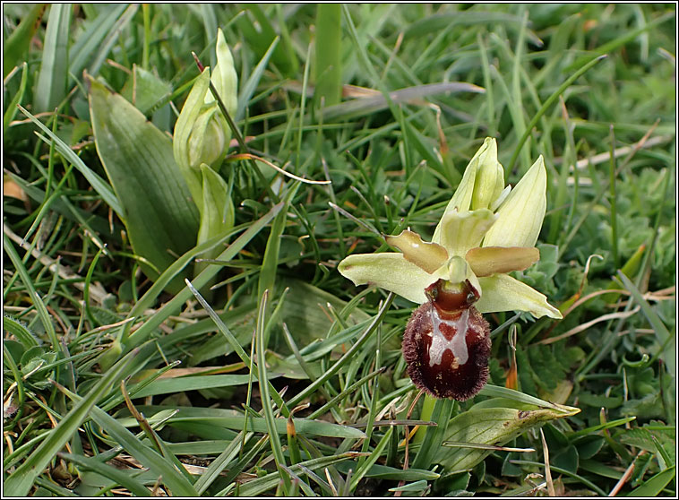 Early Spider-orchid, Ophrys sphegodes