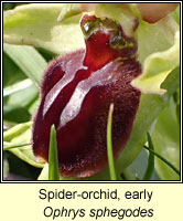 Spider-orchid, early, Ophrys sphegodes